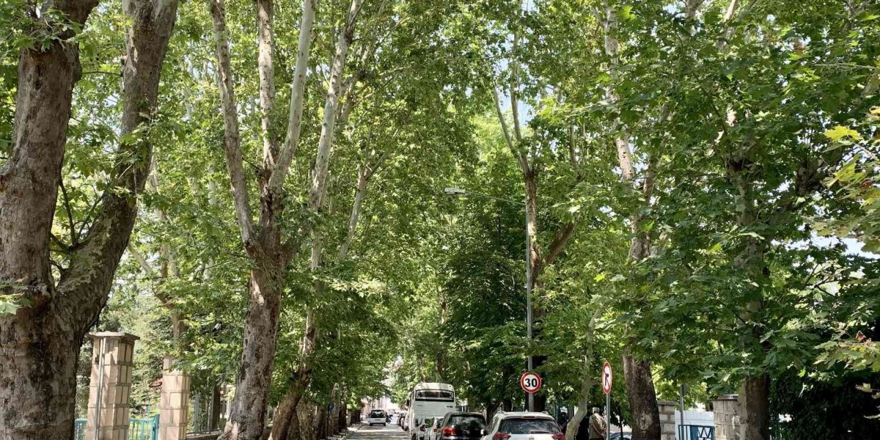 Ağaçların Tünel Oluşturduğu Sokak Görsel Şölen Sunuyor