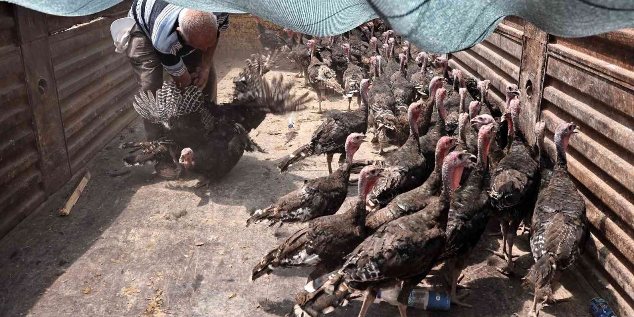 Büyükşehir  Korkuteli’de Hindi Dağıttı