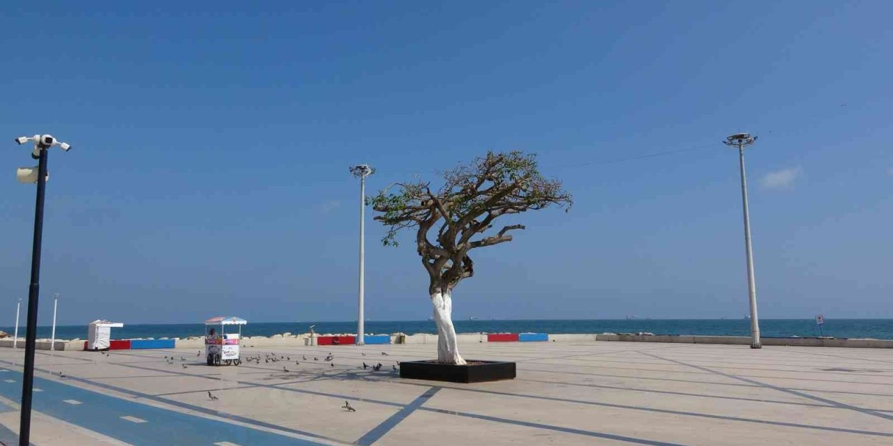 O Ağaç Yeşermeye Başladı