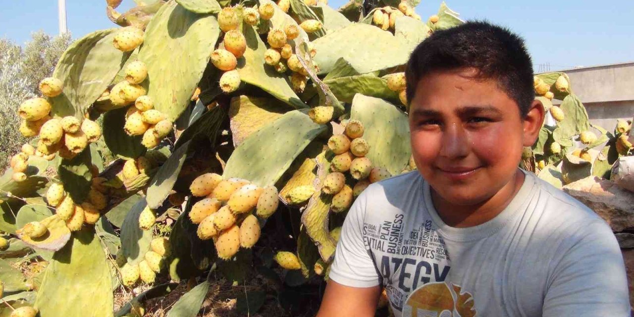 Mersin’de Dikenli İncir Hasadı Başladı