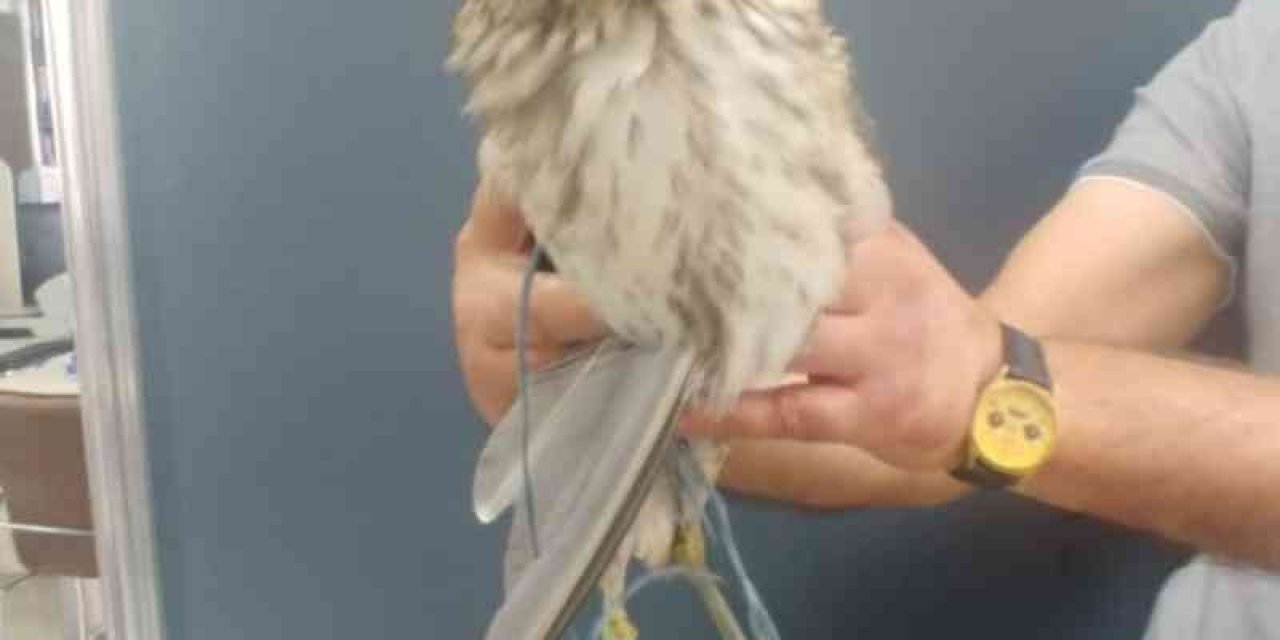 Yaralı Balıkçıl Kuşuna Yardım Eli