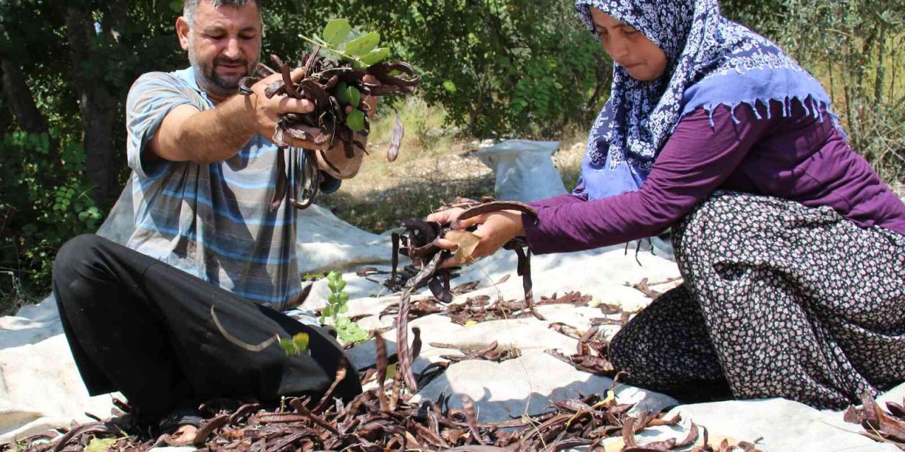 Harnup Üreticisini Sevindirdi