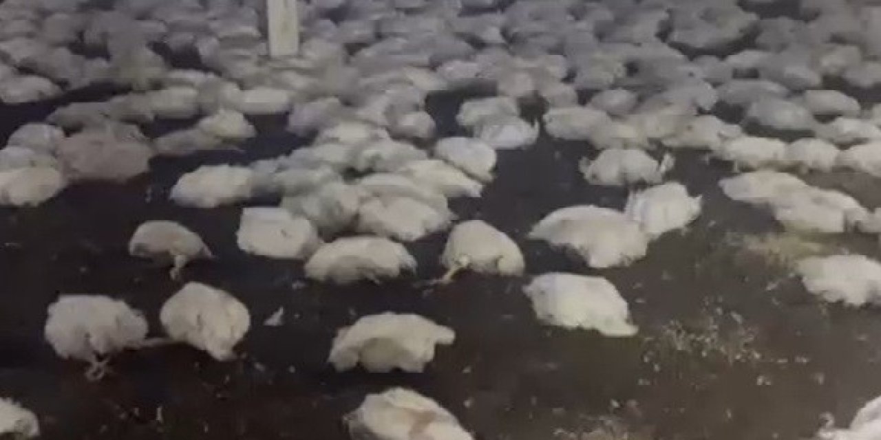 20 Bin Tavuk  Telef Oldu