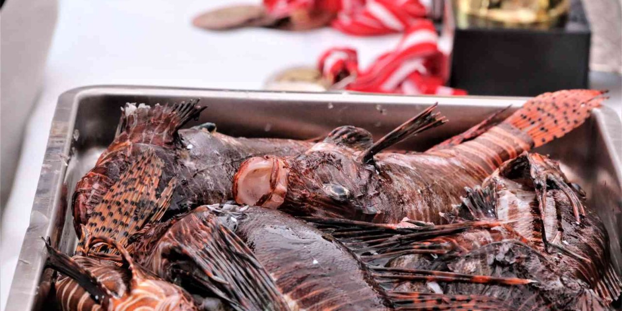 Zehirli Aslan Balığını Yakalamak İçin Yarıştılar, Tuttuklarını Izgarada Pişirip Yediler