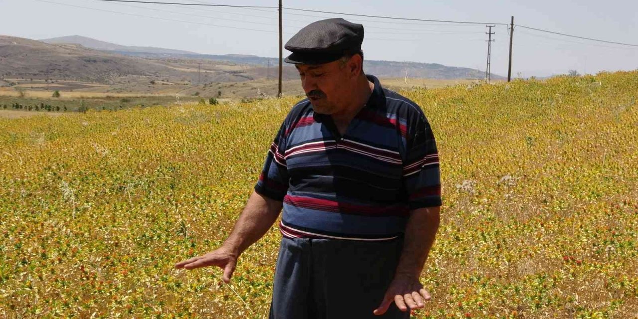 Çiftçiler Yağan Yağmurlardan Memnun