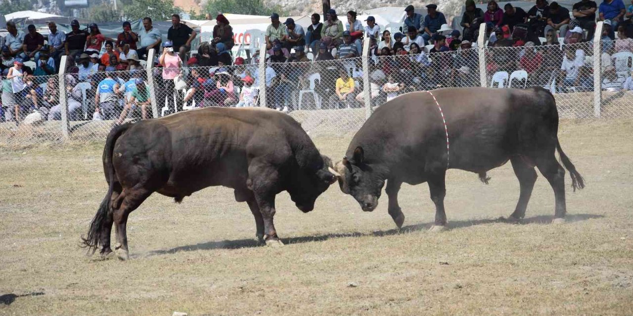 Antalya’da Boğa Güreşlerinde Heyecanlı Anlar Yaşandı