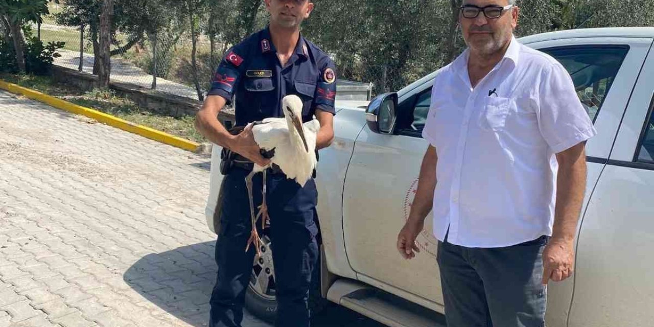 Yaralı Leylek Jandarma Ekiplerince Bulundu