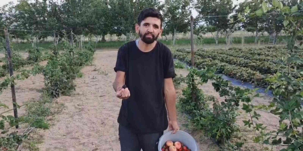 Tarladan Halka ‘organik Hizmet ‘