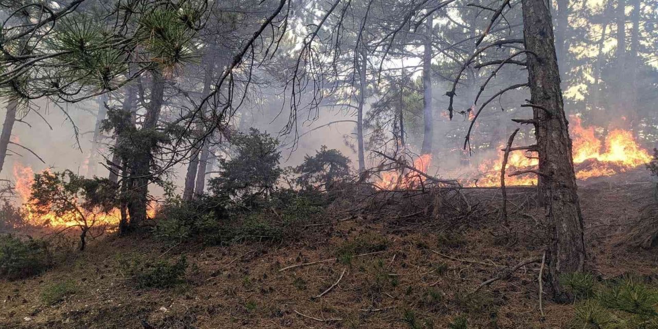 Yıldırım Düşen Ormanda Yangın Çıktı