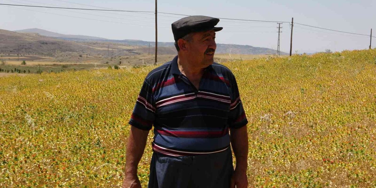 “anız Yangınında Hayvanlar Ölüyor Ve Toprağın Yapısı Değişiyor”