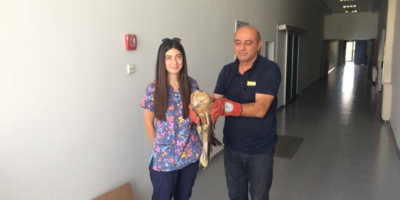 Yaralı Şahine Yardım Eli