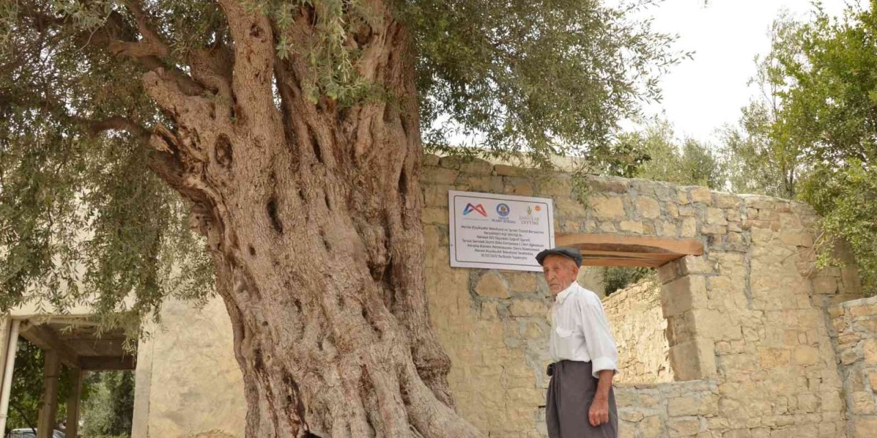 Mersin’de 820 Yıllık Anıt Ağaç Koruma Altına Alındı