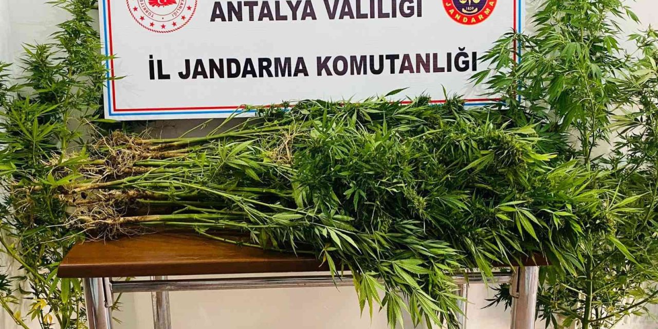 18 Yıl Önce Vefat Eden Adamın Kullanılmayan Evinin Bahçesinde Karı Koca Kenevir Yetiştirdiler