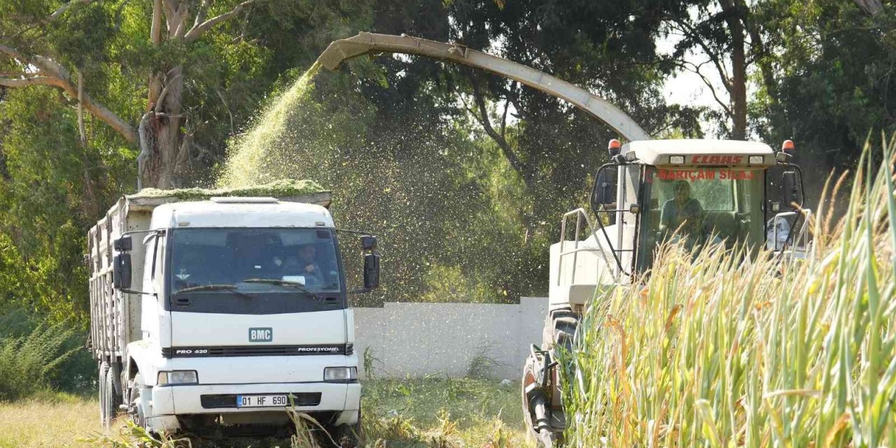Tarsus’ta Üreticilere Ücretsiz Mısır Tohumu Dağıtılacak