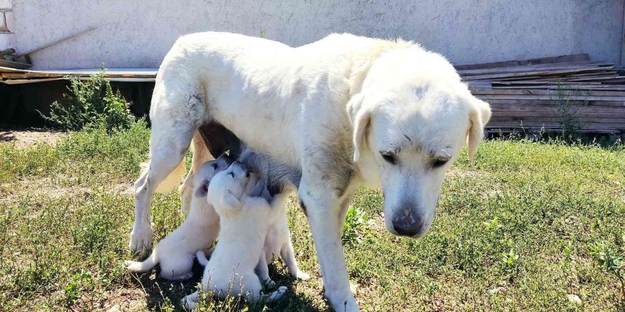 Anne Akbaş’tan Yürek Isıtan Görüntüler