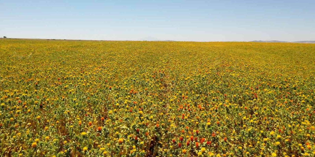 Başkan Büyükkılıç: "aspir Yağında İlk Sırada Olacağız"