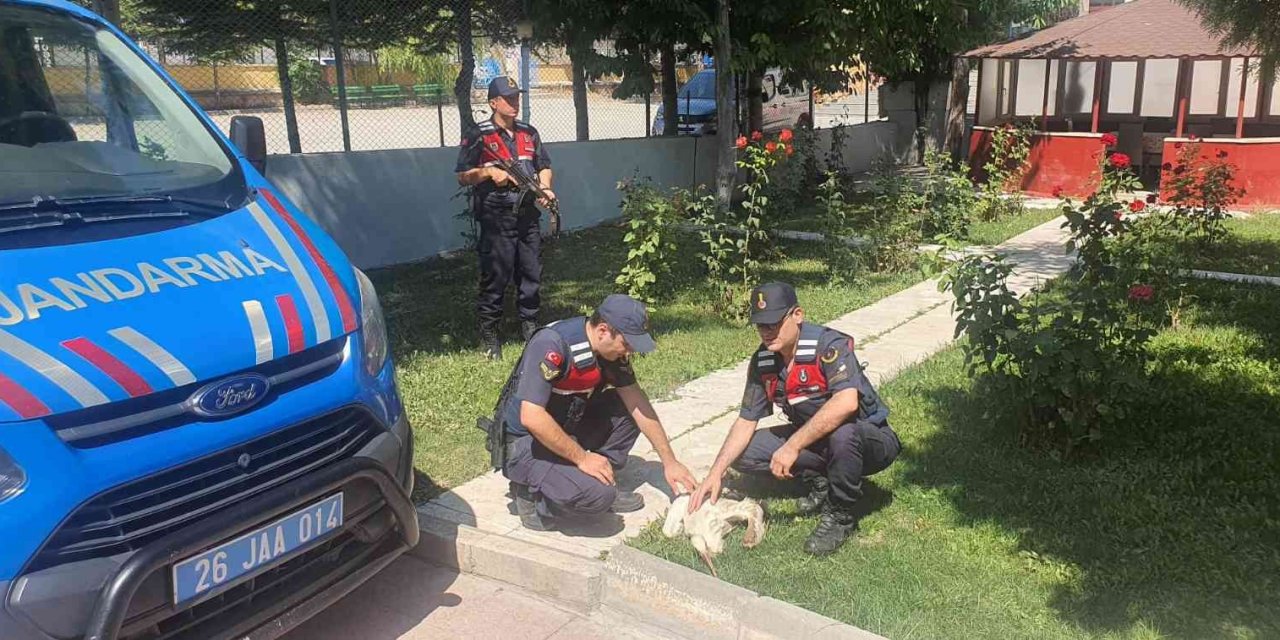 Jandarmanın Bulduğu Yaralı Leylek Tedavi Altına Alındı