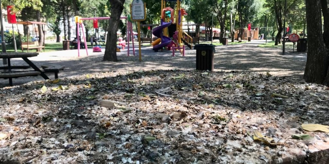 Kuş Dışkıları Bu Hale Getirdi