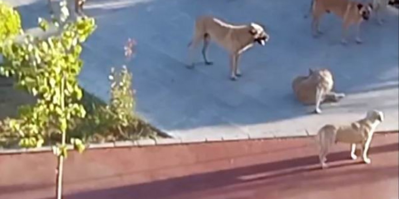 Başıboş Köpekler Korku Salıyor