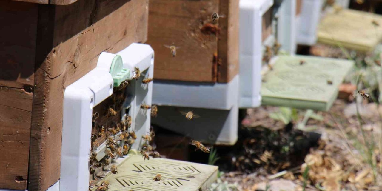 Dünya Arıcılık Kongresi Apimondia’da, Türkiye, Dünya İkincisi