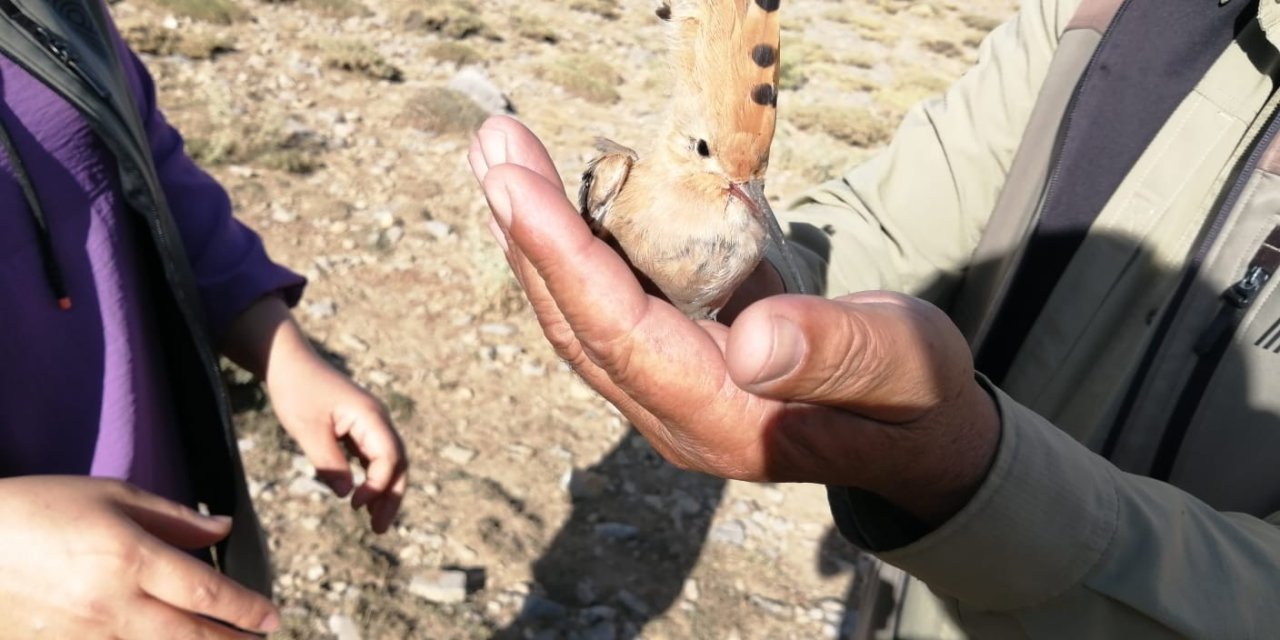 Yaralı İbibik Kuşu Tedavi Altına Alındı