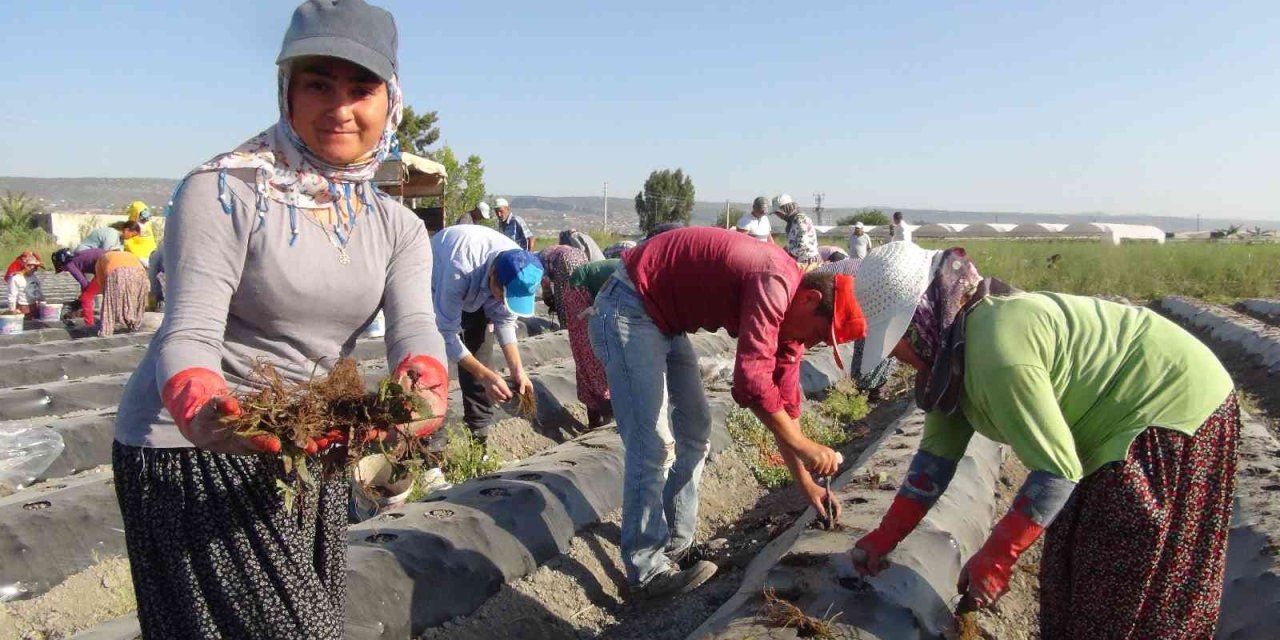 70 Milyon Çilek Fidesi Toprakla Buluşuyor