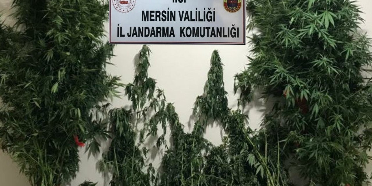 Mersin’de Yasa Dışı Kenevir Eken 3 Şüpheli Yakalandı