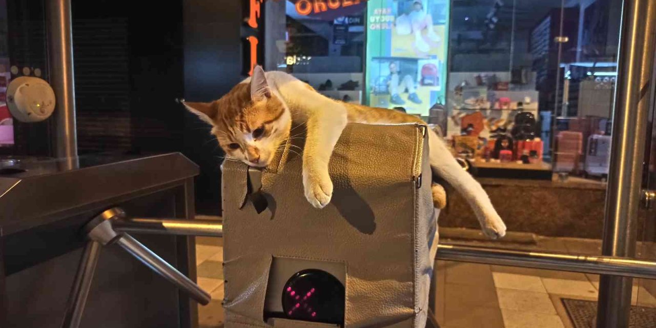 Turnikeye Yatan Kedinin Rahatlığı İlgi Odağı Oldu