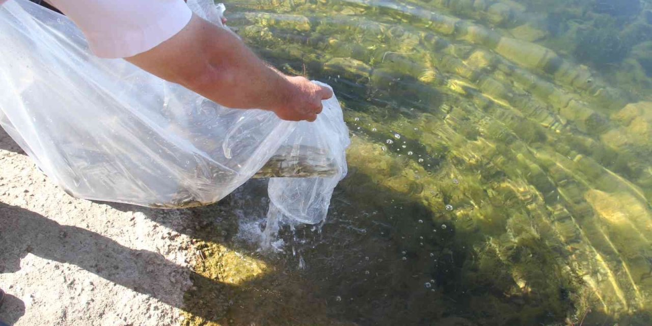 Konya’nın Göl Ve Göletlerine Yavru Sazan Balığı Desteği