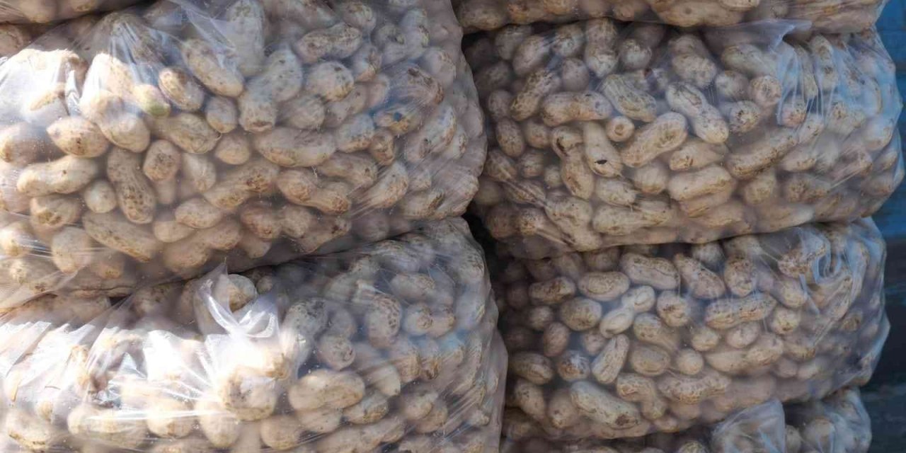 Mut’ta Yer Fıstığında 800 Ton Rekolte Bekleniyor