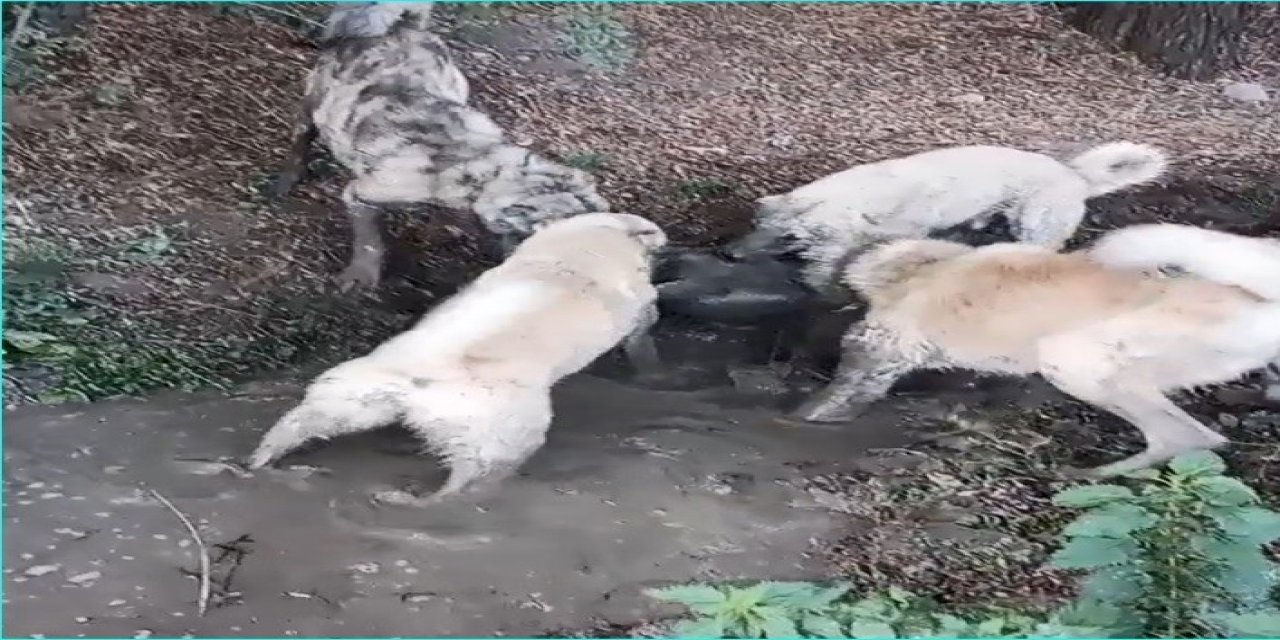 Köpek Dövüşünü Sosyal Medyadan Yayınlayan Şahsa İşlem Yapıldı