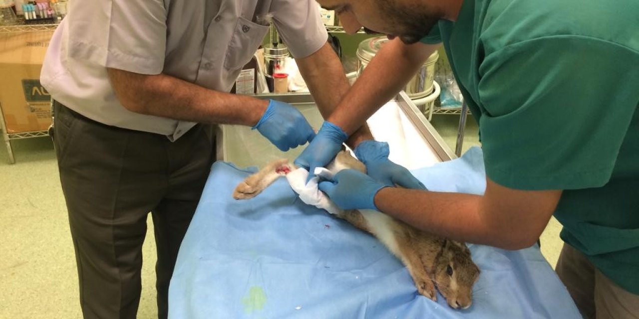 Yaralı Yaban Tavşanı Tedavi Altına Alındı