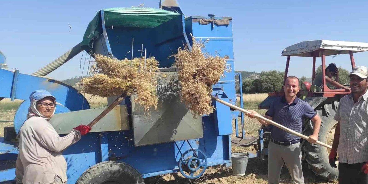 Mut’ta Nohut Hasadı Başladı