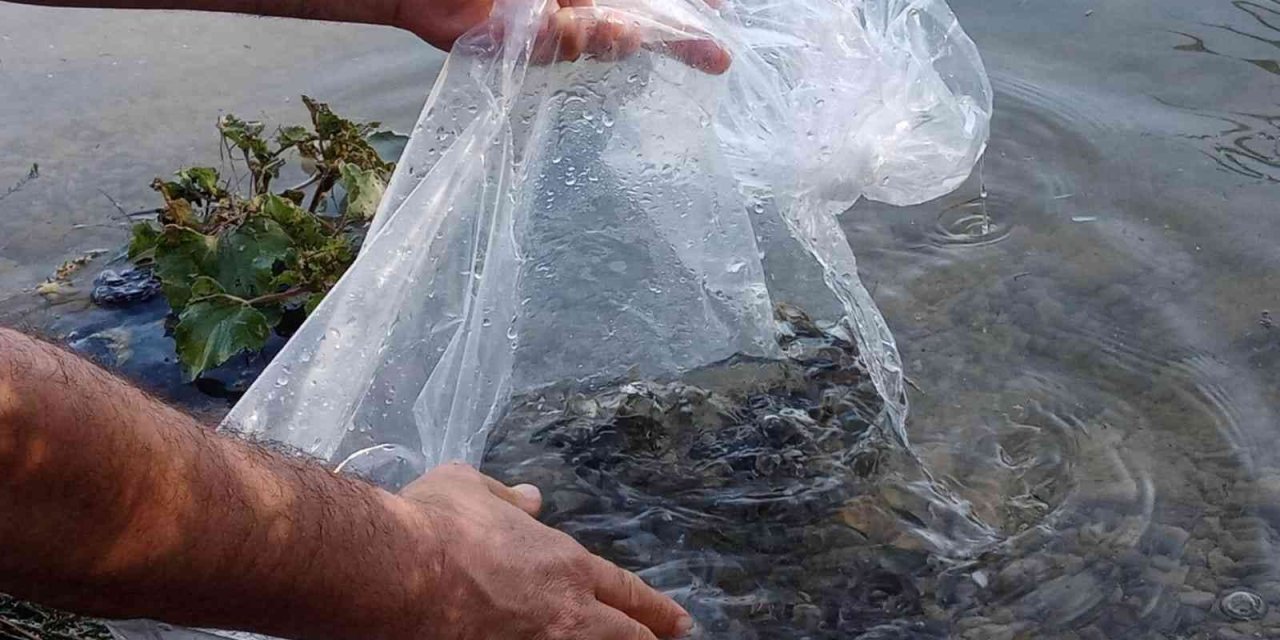 Mut Göksu Nehrine 8 Bin Balık Bırakıldı