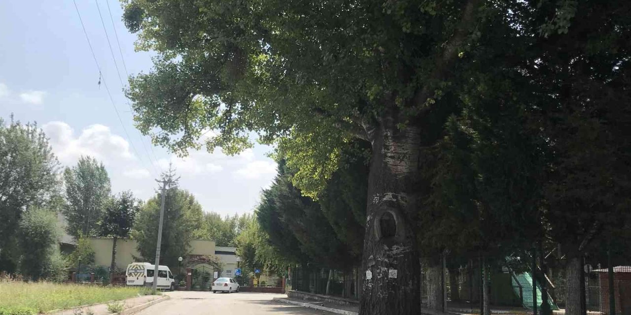 Yolda Kalan Ağaç Dikkat Çekti