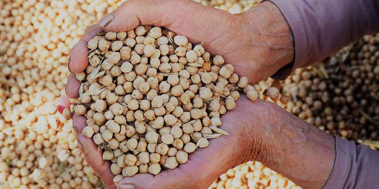 Gazipaşa’da Nohut Hasadı Başladı