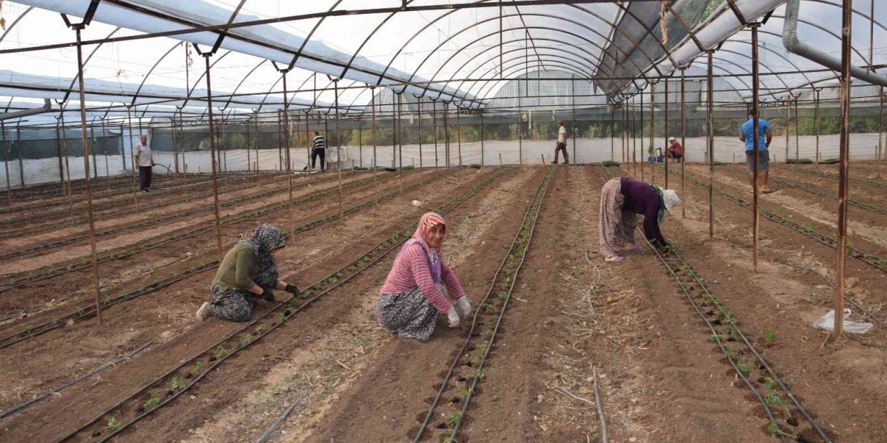 Antalya’da 62 Milyon 500 Bin Domates Fidesi Toprakla Buluşuyor
