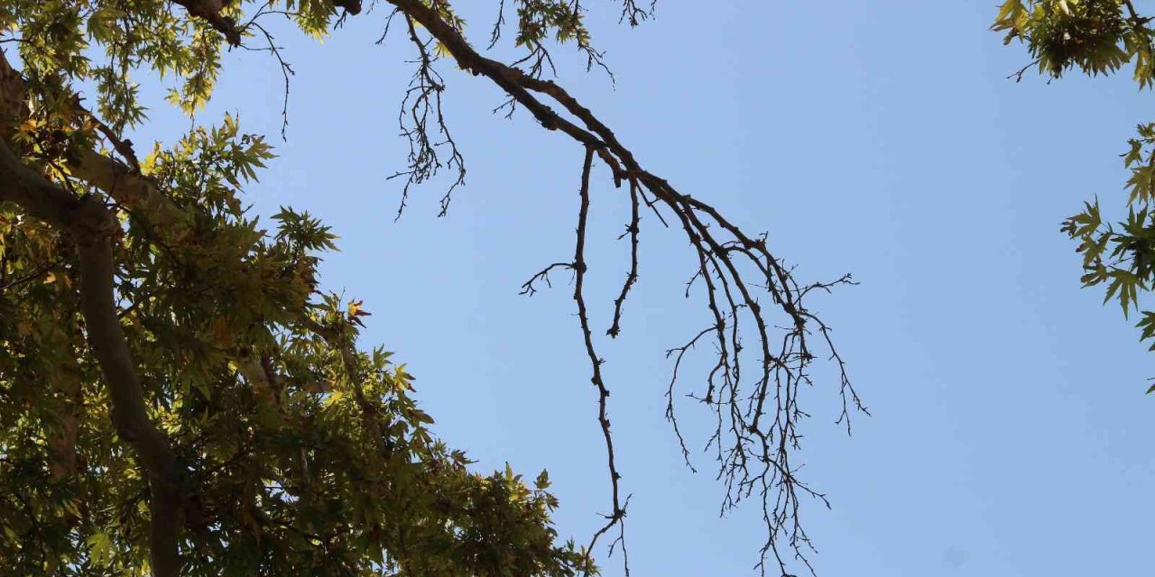 Asırlık Çınar Ağacının Korumaya Alınması İstendi