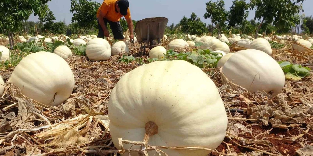 Avokado Bahçesinde Tonlarca Kabak Yetiştirdi