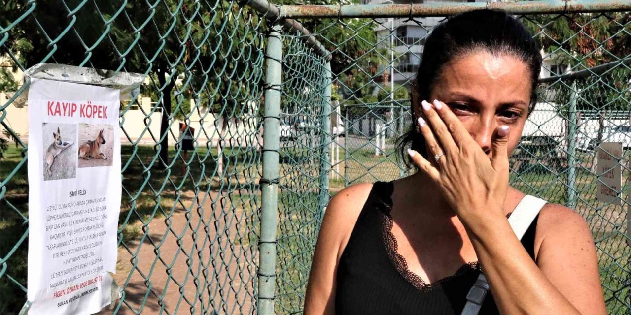 Gözyaşları İçinde Aradığı Sokak Köpeğini Bulana Ödül Verecek