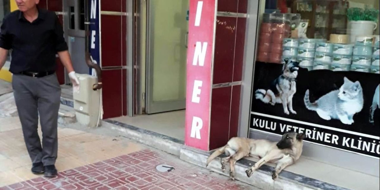Otomobil Sürücüsü Çarptığı Köpeği Veterinere Götürüp Tedavi Ettirdi