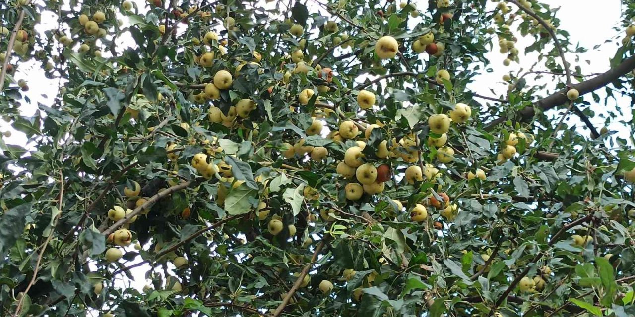 Toplanmayan Elmalar Dalında Çürüdü