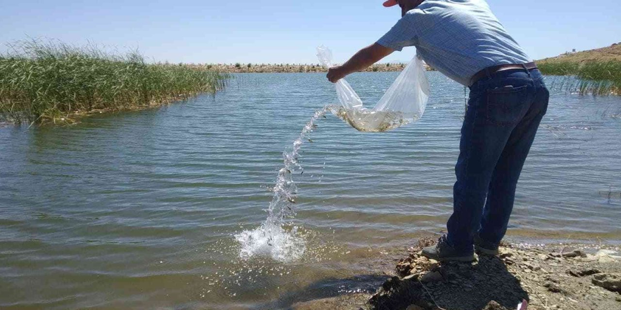 Hüyük’ün Göletlerine 71 Bin Yavru Sazan Takviyesi