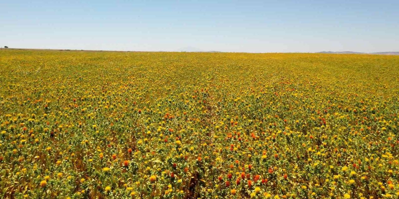 Büyükşehir’den Buğday Ve Nohutun Ardından Aspir Hasadı