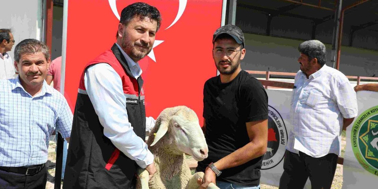 Yüzde 50 Hibeli Damızlık 44 Koç Çekilişle Sahiplerini Buldu