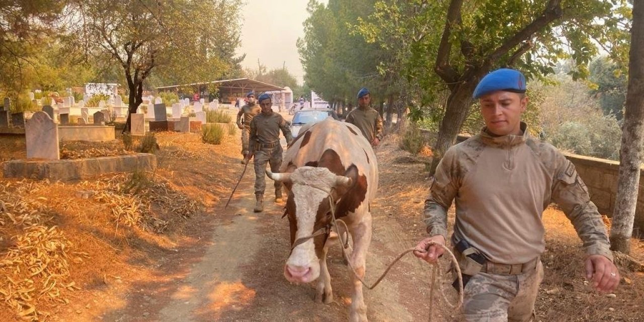 Jandarma Ekipleri Mersin’deki Yangın Söndürme Çalışmalarına Destek Veriyor