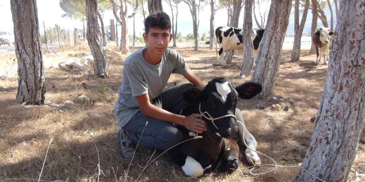 Yangında Köylüler İneklerini Güvenli Bölgeye Aldı