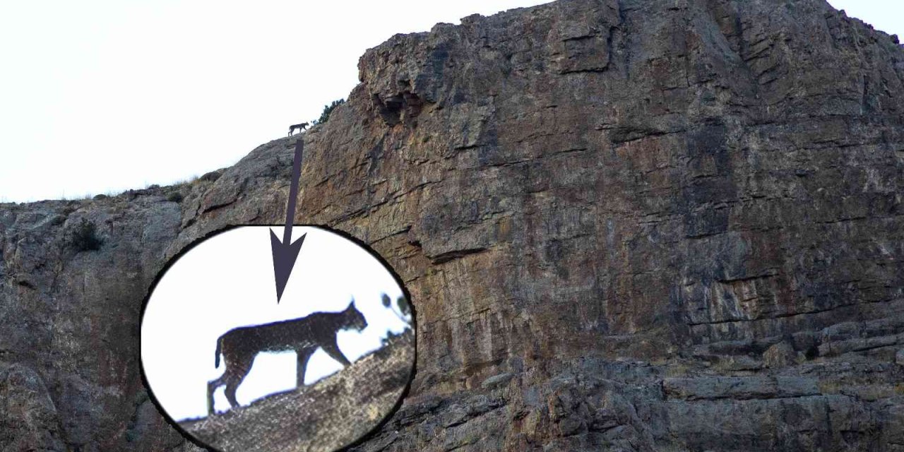 Aladağlar’da Vaşak Görüntülendi