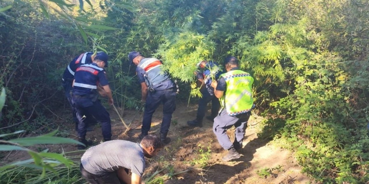 Kamu Arazisine Kenevir Eken Şahıs Gözaltına Alındı