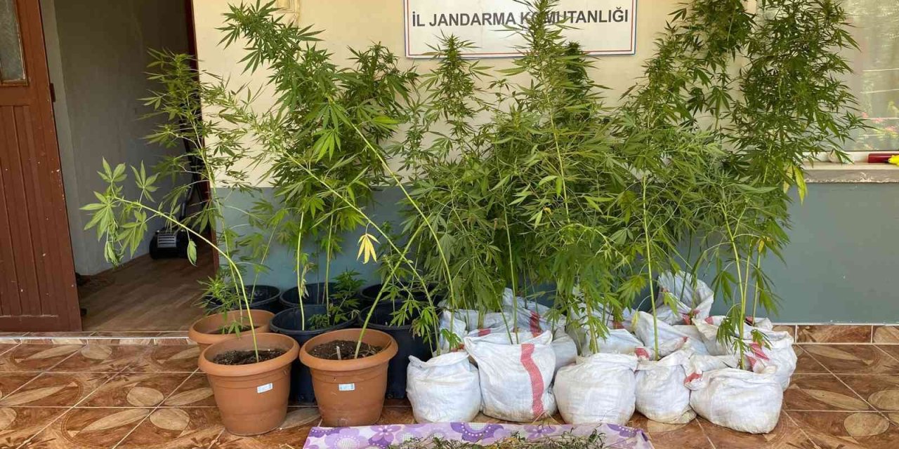 Jandarmanın Fark Ettiği Koku Kenevir Bahçesini Ortaya Çıkardı